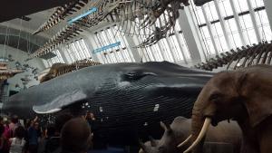 Life-size blue whale model. There's a blue whale skeleton suspended above it. The blue whale was smaller than I'd have imagined, but still huge