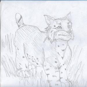 Bobcat #sketchdaily