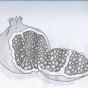 Pomegranate #sketchdaily doesnt look like something I’d want to eat