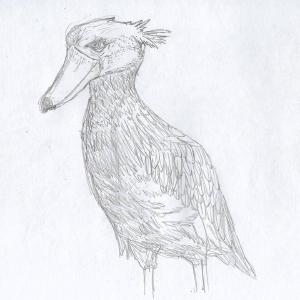 Shoebill #sketchdaily this bird looks nefarious
