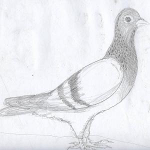 Pigeon #sketchdaily