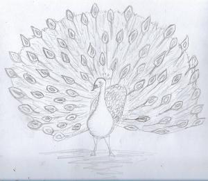 Peacock #sketchdaily