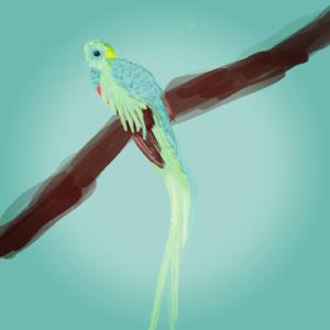 Resplendent Quetzal #sketchdaily