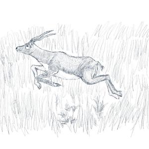 Antelope #sketchdaily