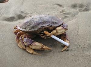 RT @beesmygod: and im falling asleep and she calling a cab while he’s having a smoke and hes also a crab