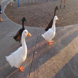 No context duck pictures