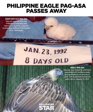 If this isn’t some allegory for what we face as a country, IDK what is
Quoted PhilippineStar's tweet:   The Philippine Eagle Foundation (PEF) on Friday announced the passing of Philippine Eagle Pag-asa, the icon of conservation efforts in the country.  