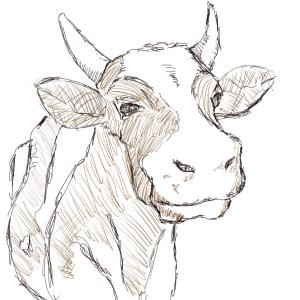 Cow. #sketchdaily 61/365