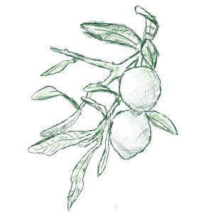 Olives. #sketchdaily 62/365