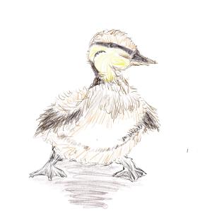 Duckling. 65/365 #sketchdaily