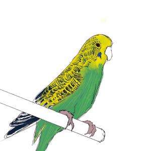 Budgie #sketchdaily 98/365