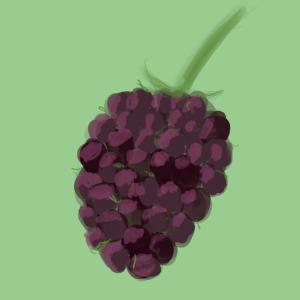 Blackberries #sketchdaily for May 31 (still catching up) 150/365 (Correction: 151/365)